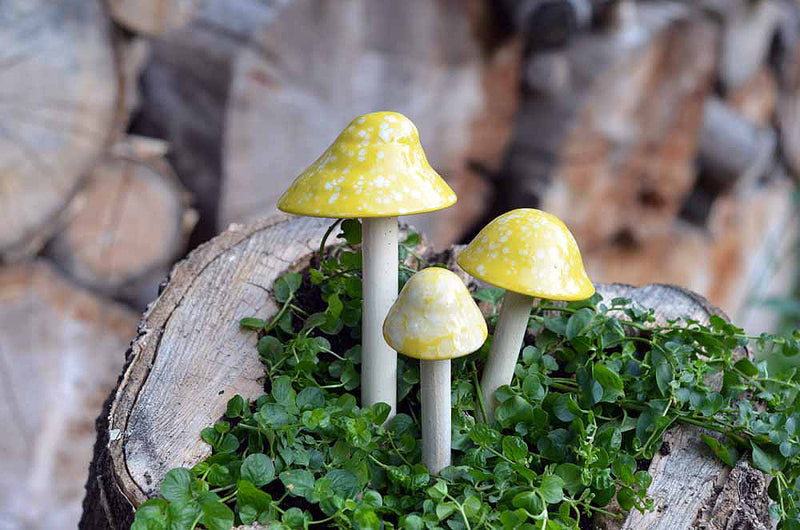 Lemon Meringue - Plum Scrumptious - 1