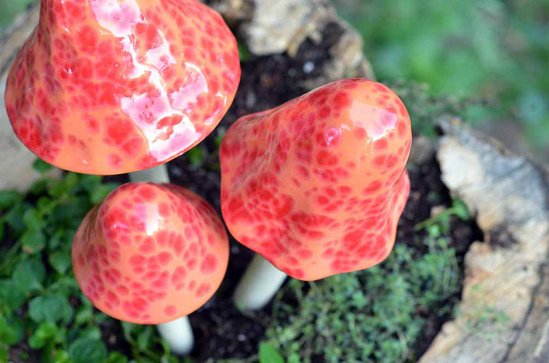 Mango Madness - Plum Scrumptious - 1