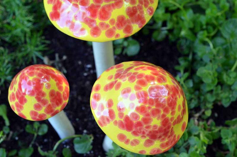 Cherry Bomb - Plum Scrumptious - 1