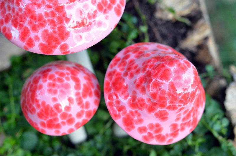 Pink Cherry - Plum Scrumptious - 1