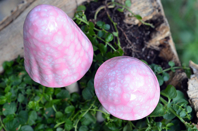 Cotton Candy - Plum Scrumptious - 1