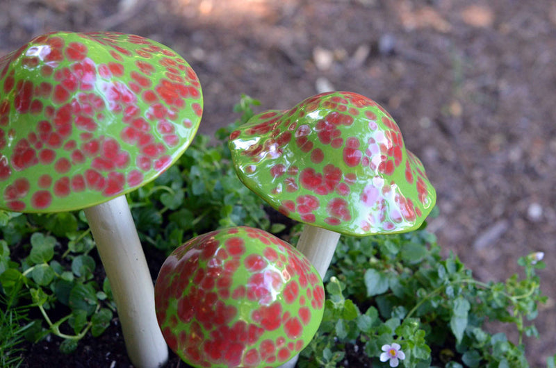 Johnny Appleseed - Plum Scrumptious - 1