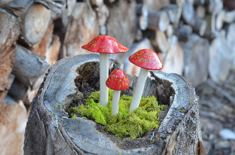 Firecracker - Plum Scrumptious - 1