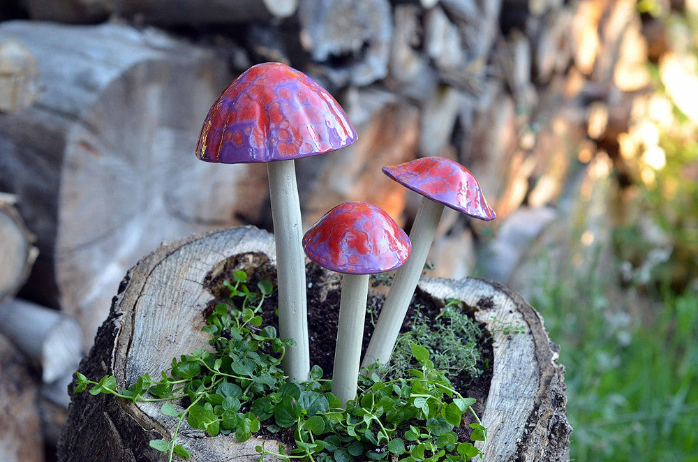 Cherry Pop Rock - Plum Scrumptious - 4